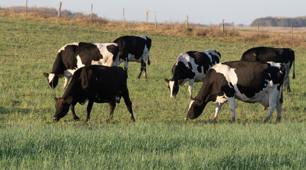 Wall Mural - Herd of milk cows