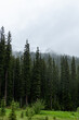 © Aafia - Misty and foggy mountain pine forest in the Canadian Rockies