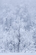 © robertharding - Beautiful snow covered trees in winter, near Sorli, Island of Senja, Troms og Finnmark county, Norway