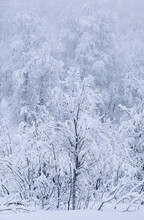 Beautiful Snow Covered Trees In Winter, Near Sorli, Island Of Senja, Troms Og Finnmark County, Norway
