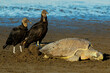 © robertharding - Vultures wait to steal eggs as Olive Ridley turtle digs nest at this refuge, Ostional, Nicoya Peninsula, Guanacaste, Costa Rica
