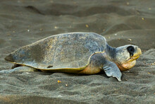 Olive Ridley Turtle Leaves After Nesting At This Crucial Beach Refuge, Playa Ostional, Nicoya Peninsula, Guanacaste, Costa Rica