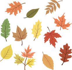 Wall Mural - Autumn leaves collection vector graphic