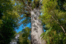 Giant Kauri Tree Famous Tourist Point Of Interest