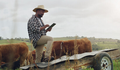 Canvas Print - Cattle planning, farm and a black man with a tablet for farming, agriculture research and sustainability. Smile, African farmer and typing on tech for sustainable business and animal development