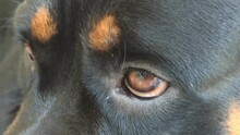 Closeup Shot A Pet Rottweiler Dog With Black Fur Looking And Moving Its Cute Brown Eyes Around 