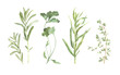 fresh herbs. watercolor botanical illustration of sprigs of rosemary, parsley, tarragon and thyme.