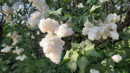 Wall Mural - White lilac flowers bush in spring garden.