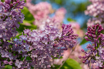 Wall Mural - Macro texture background of blooming Persian lilac (syringa persica) flower clusters low angle sunlight