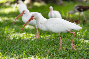 Wall Mural - cute ibis bird in nature. photo of ibis bird outdoor. ibis bird. ibis bird in wildlife