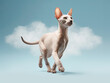 Promotional photo Peterbald Sphynx Cat beautiful electronic commercial photography , blue background, studio photo, clean design, pastel colors Generative AI