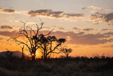 Fototapeta Sawanna - Trees against a sunset sky in Africa
