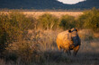 White rhinoceros standing in the grass with mountains behind
