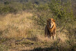 Male lion standing in the grass facing the viewer