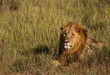 Male lion lying in the long grass as seen from the front