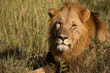 Close up of a male lion's head while lying in the brown grass