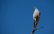 Pale chanting goshawk perched at the end of a branch