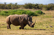 White rhinoceros walking towards the right and seen from the side.