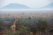 landscape, mist, morning, giraffe, tall, one, single, early