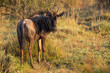Young blue wildebeest standing facing away from viewer with head turned towards viewer
