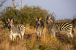 three zebra standing and facing viewer