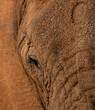 close up of half of an elephants face including one eye and part of the ear