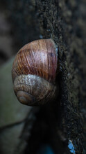 Snail Shell Close-up. Brown Snail Shell Macro Photo. A Brown Snail On The Wall