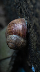 Wall Mural - Snail shell close-up. Brown snail shell macro photo. A brown snail on the wall