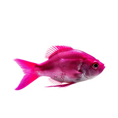 Wall Mural - side view of Magenta fish isolated on a transparent background, Generative ai