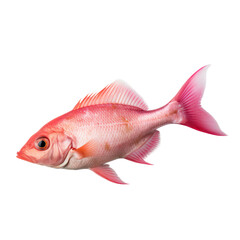 Wall Mural - side view of Pink fish isolated on a transparent background, Generative ai