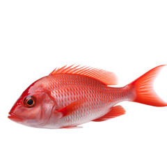Wall Mural - side view of Red fish isolated on a transparent background, Generative ai