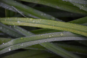 Sticker - Raindrops on Grass Stems