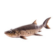 side view of Catfish fish on transparent background, Generative ai  