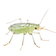 Wall Mural - Aphid insect isolated on transparent background, Generative ai  