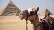 Camel in front of the pyramids in Giza, Egypt, generative AI 