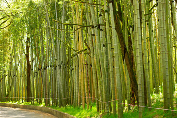  bamboo forest, green stems grow, Zen bamboo garden