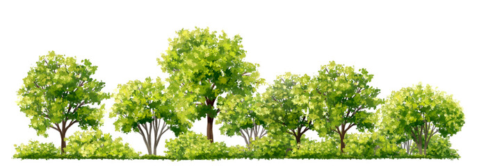 Vector watercolor green tree or forest side view isolated on white background for landscape and architecture drawing,elements for environment or garden,botanical element for exterior section in spring
