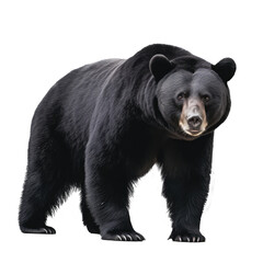 big bear isolated on white