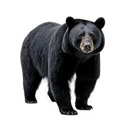 Wall Mural - big bear isolated on white