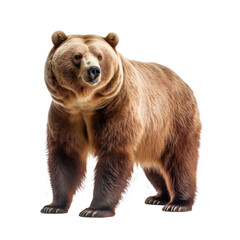 big bear isolated on white