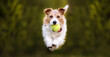 Playful happy pet dog playing, running and bringing a tennis toy ball. Puppy training banner with copy space. Jack russell terrier.