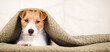 Cute dog looking from a blanket after bath, shower. Pet care and grooming banner.
