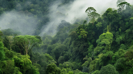 Aerial top view forest tree, rainforest ecosystem and healthy environment concept and background, texture of green tree forest view from above. Concept of carbon trading market.
