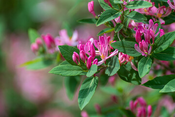 Sticker - Pink Honeysuckle Growing In Spring