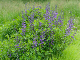 Canvas Print - (Baptisia australis) Bush of Blue wild indigo, lupine-like flowers contrasting with a green foliage growing and decorating along a streambank
