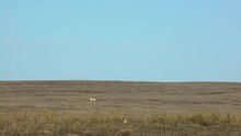 Pronghorn Antelope Walking Away Over Prairie In Wind