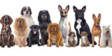 Fototapeta Zwierzęta - Different types and sizes of dogs group with clothing. AI generated.