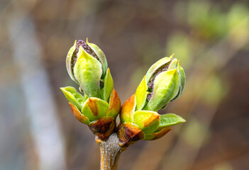 Wall Mural - Flower buds, lilac buds close-up spring