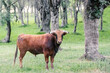 Brown fighting bull peacefully and free in a meadow, used in Spain to be tortured and killed during bullfights for fun. Selective focus, concepts.