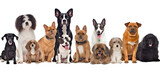 Fototapeta Zwierzęta - Different types and sizes of dogs group. AI generated.